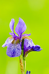 Image showing japanese iris or Siberian iris