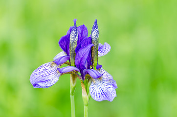 Image showing japanese iris or Siberian iris