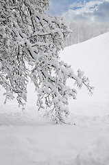 Image showing Landscape in Winter Park