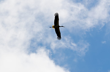 Image showing Large white stork flying overhead