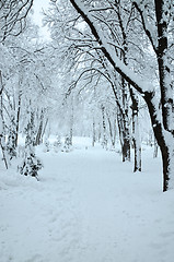 Image showing Landscape in Winter Park