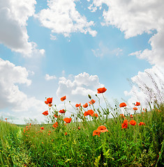 Image showing poppies blooming