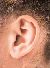 Image showing shape of the ear