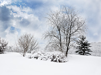 Image showing Landscape in Winter Park