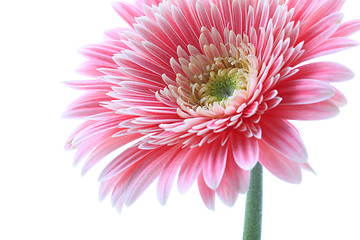 Image showing gerbera flower closeup