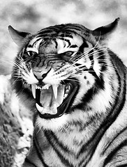 Image showing Angry Face Tiger B&W