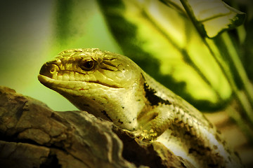 Image showing Eastern Blue Tongued Lizard Close-up