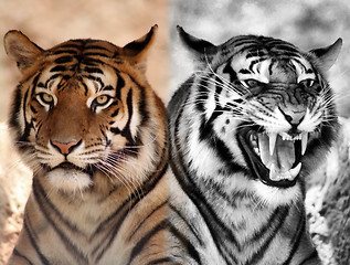 Image showing Black and White and Color Expression Opposites