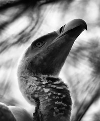 Image showing Portrait of African White Backed Vulture