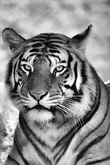 Image showing Tiger Face Portrait B&W