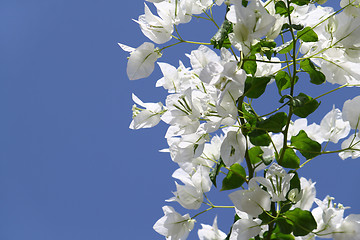 Image showing White blooming bougainvilleas