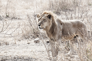 Image showing Wild lion