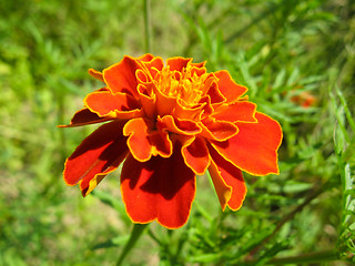 Image showing A beautiful flowers of tagetes