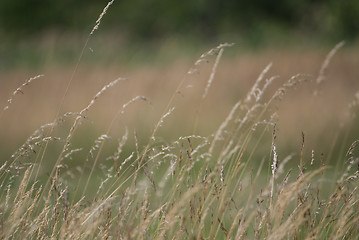 Image showing wind in grass