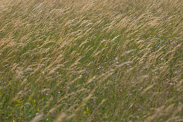 Image showing wind in grass