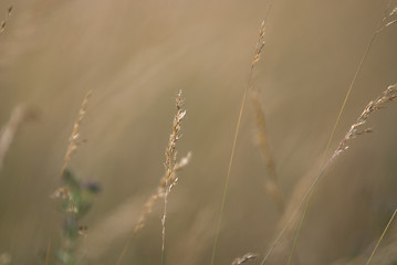 Image showing wind in grass