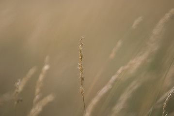 Image showing wind in grass