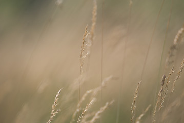 Image showing wind in grass