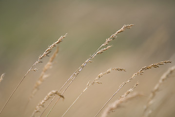 Image showing wind in grass