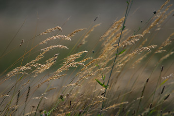 Image showing wind in grass