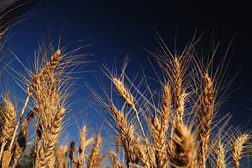 Image showing wheat