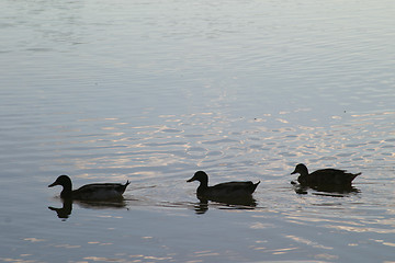 Image showing Three ducks