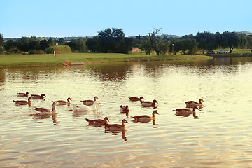 Image showing ducks and geese