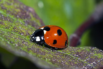 Image showing ladybug, resting on a leaf