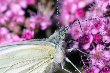 Image showing Butterfly on a flower