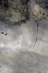 Image showing Sole