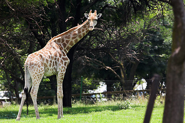 Image showing Giraffe #5