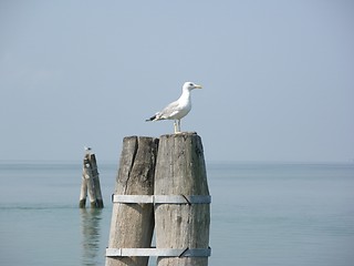 Image showing Seagull on the bricola