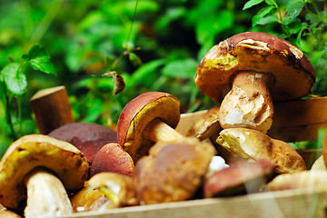 Image showing fresh mushroom food outdoor in nature