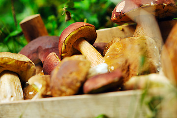 Image showing fresh mushroom food outdoor in nature