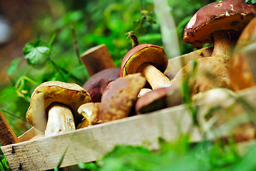 Image showing fresh mushroom food outdoor in nature