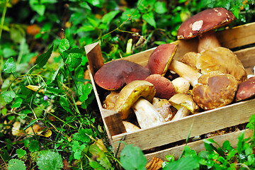 Image showing fresh mushroom food outdoor in nature