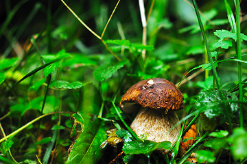 Image showing fresh mushroom food outdoor in nature