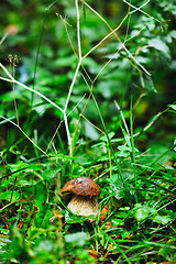 Image showing fresh mushroom food outdoor in nature