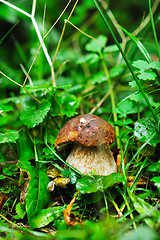 Image showing fresh mushroom food outdoor in nature