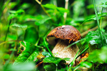 Image showing fresh mushroom food outdoor in nature