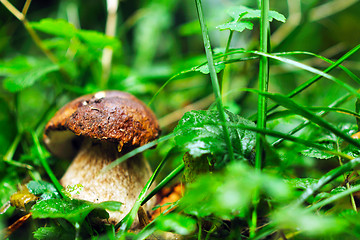 Image showing fresh mushroom food outdoor in nature