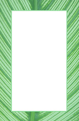 Image showing Close-up of a leaf