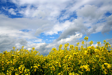 Image showing Field of rape