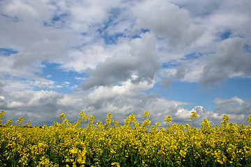 Image showing Field of rape