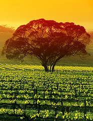 Image showing Large Tree in Vineyard