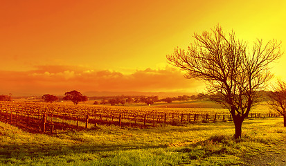 Image showing Vineyard Landscape Sunset