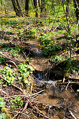 Image showing Rivulet