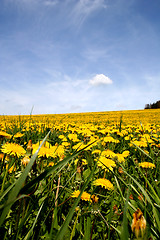 Image showing Field of dandelions