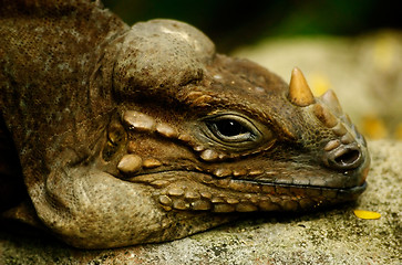 Image showing iguana