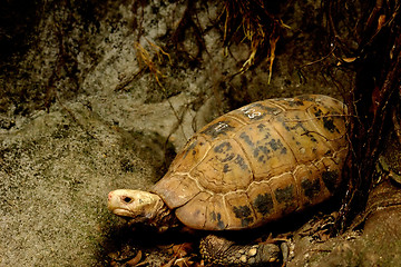 Image showing Turtle